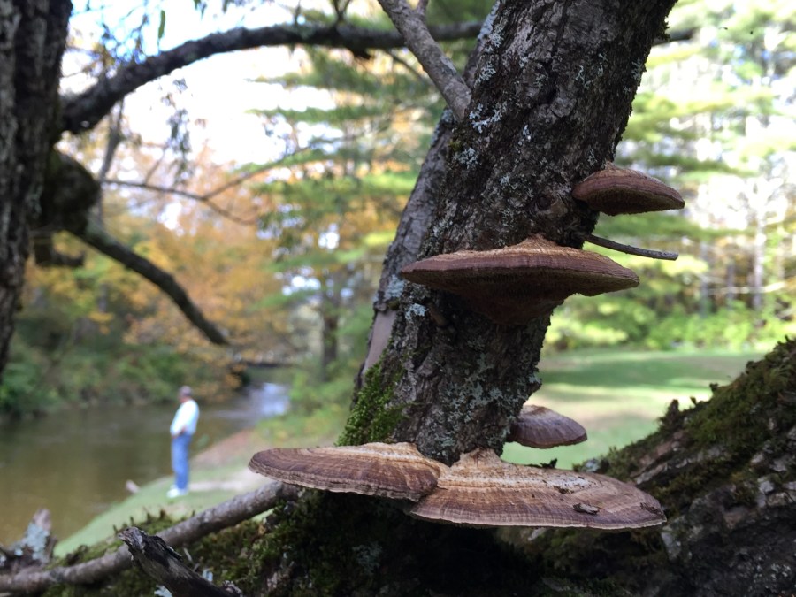 Umpachene River Park, New Marlborough MA, Sunday Oct 7 2018