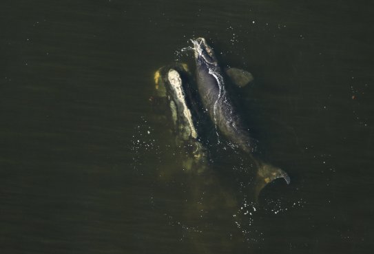 Right whale mother & calf, Amelia Island FL, January 17, 2019 / Florida Fish and Wildlife Conservation Commission, The New York Times / Click for more.