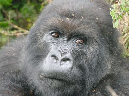 Poppy, 2015 / Dian Fossey Gorilla Fund / Click for more.