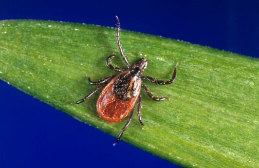 Black-legged tick, aka deer tick / CDC, AP, New York City Patch / Click for more.