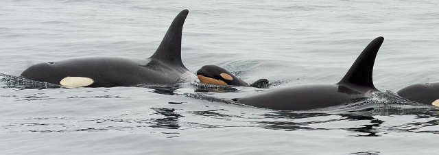 New orca calf born to J Pod, Tofino B.C., May 30, 2019 / John Forde, Jennifer Steven, Tofino Whale Centre, The Seattle Times / Click for more.