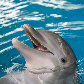 Maya, National Aquarium / National Aquarium, The Baltimore Sun / Click for more.