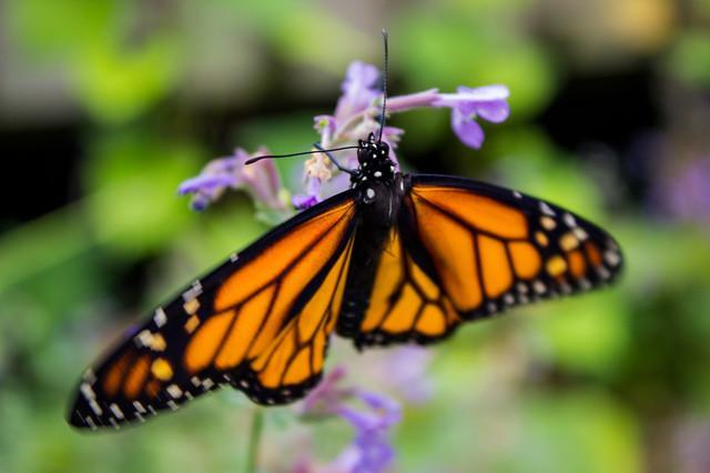 Monarch Butterfly / USFWS Midwest Office / Click for more.