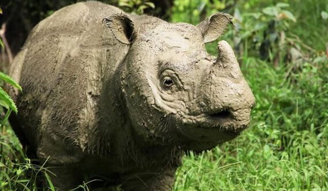Tam, Malaysia's last male Sumatran Rhino / Borneo Rhino Alliance, Smithsonian / Click for more.