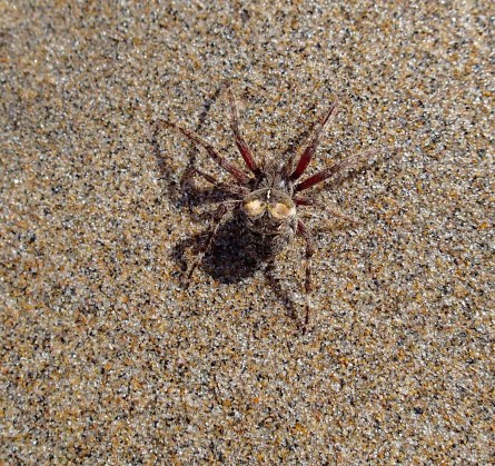 Unidentified spider, Little Hirtle's Beach, Kingsburg, NS, Friday, September 6, 2019
