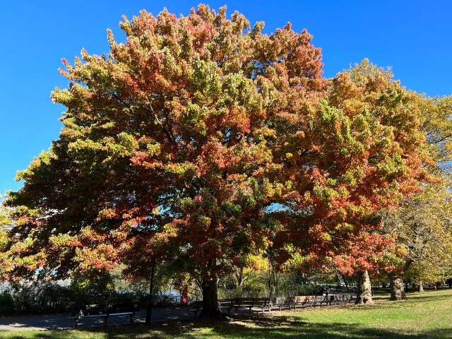 Inwood Park, Saturday Oct 29, 2022