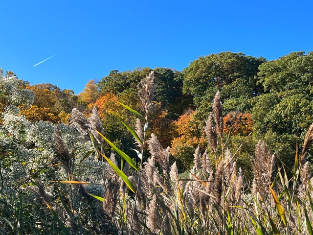 Inwood Park, Saturday, Oct 29, 2022