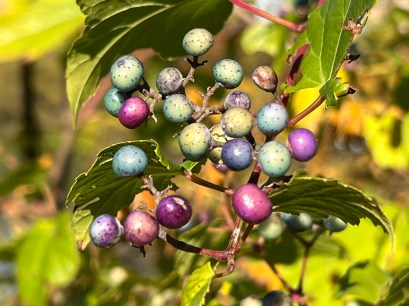 Beautiful but highly invasive porcelain berry, Inwood Park, Saturday Oct 29, 2022