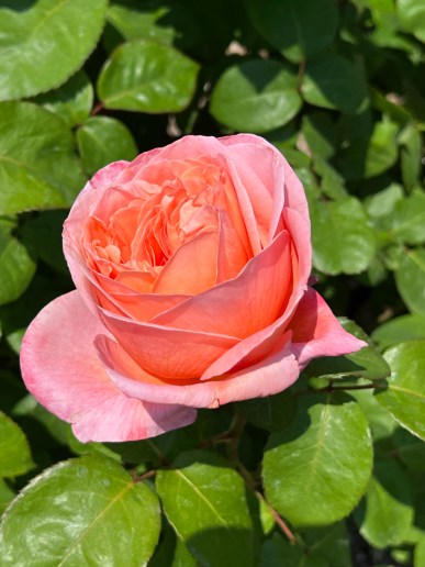 Sweet Mademoiselle (Hybrid Tea), Meilland, 2006 / Cranford Rose Garden, Brooklyn Botanic Garden / Friday, June 2, 2023