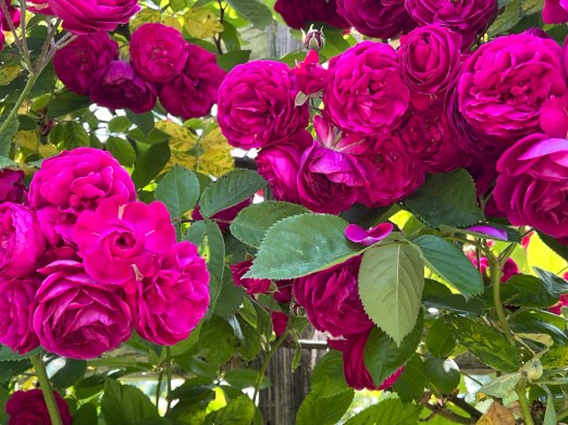 Unidentified Roses / Cranford Rose Garden, Brooklyn Botanic Garden / Friday, June 2, 2023
