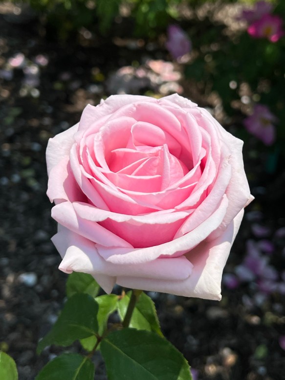 Frédéric Mistral (Hybrid Tea), Introduced 1993 / Cranford Rose Garden, Brooklyn Botanic Garden / Friday, June 2, 2023