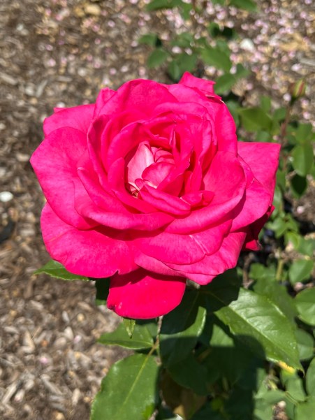 Peter Mayle (Hybrid Tea), Introduced 2001 / Cranford Rose Garden, Brooklyn Botanic Garden / Friday, June 2, 2023