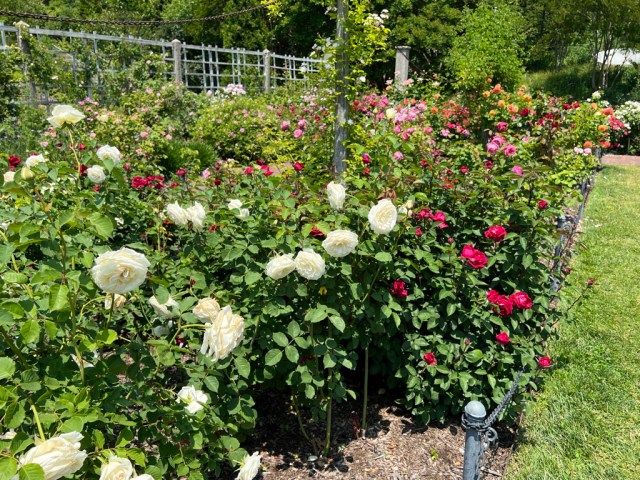 Cranford Rose Garden, Brooklyn Botanic Garden / Friday, June 2, 2023