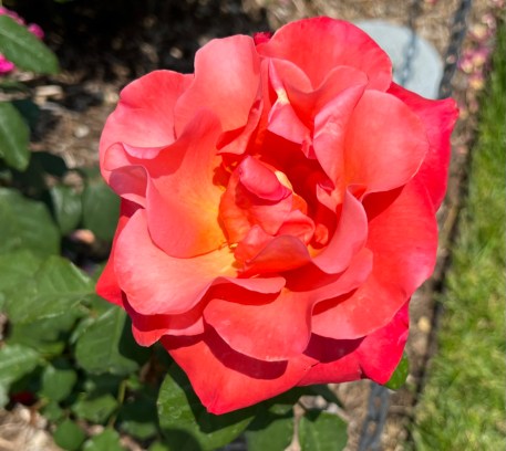 Ring of Fire (Hybrid Tea), Greenwood 2007 / Cranford Rose Garden, Brooklyn Botanic Garden / Friday, June 2, 2023