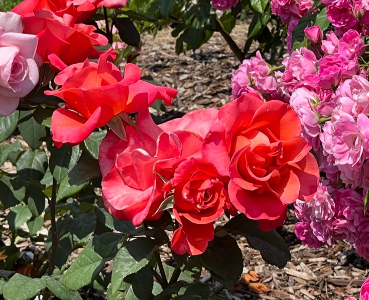 Ring of Fire (Hybrid Tea), Greenwood 2007 / Cranford Rose Garden, Brooklyn Botanic Garden / Friday, June 2, 2023