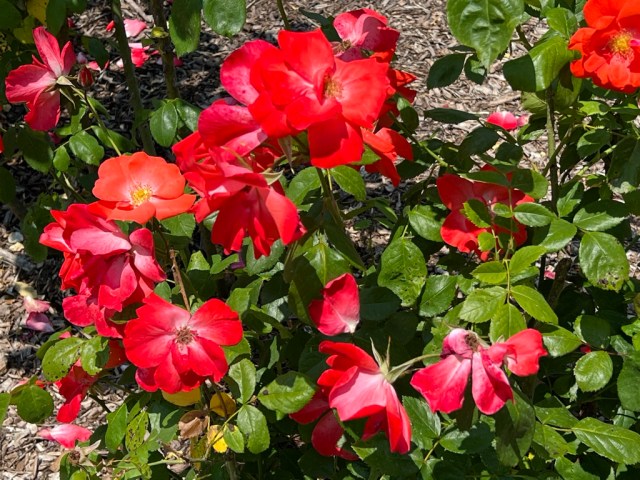 Fred Loads (Floribunda), Introduced 1968 / Cranford Rose Garden, Brooklyn Botanic Garden / Friday, June 2, 2023
