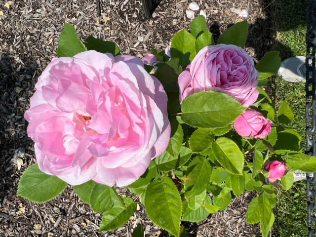 Baronne Edmond de Rothschild (Hybrid Tea) Meilland 1968 / Cranford Rose Garden, Brooklyn Botanic Garden / June 2, 2023
