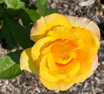 Gold Medal (Grandiflora), Christensen 1982 / Cranford Rose Garden, Brooklyn Botanic Garden / Friday, June 2, 2023