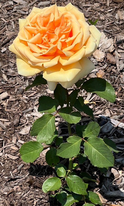 Valencia (Hybrid Tea), Kordes, Introduced 1989 / Cranford Rose Garden, Brooklyn Botanic Garden / Friday, June 2, 2023