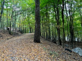 Ridge Trail, Rockefeller State Park Preserve, Pleasantville NY, October 10, 2023