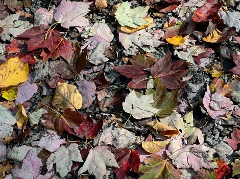 Spring Trail, Rockefeller State Park Preserve, Pleasantville NY, October 10, 2023