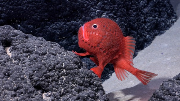 A Chaunacops (a genus of bony fish in the sea toad family Chaunacidae) approximately 4,456 feet down on Seamount SF2 inside the Nazca-Desventuradas Marine Park, off the coast of Chile / Schmidt Ocean Institute 