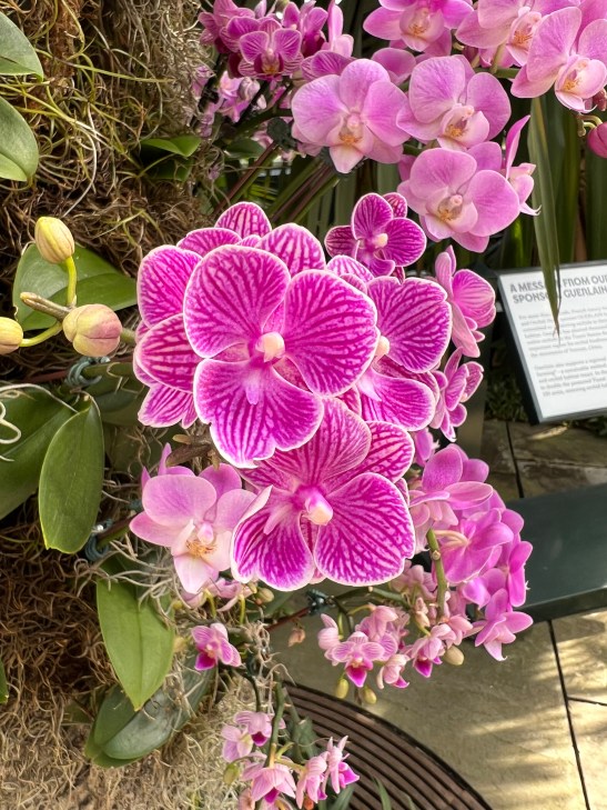 Moth Orchid, Phalaenopsis, Lianher Happy Girl