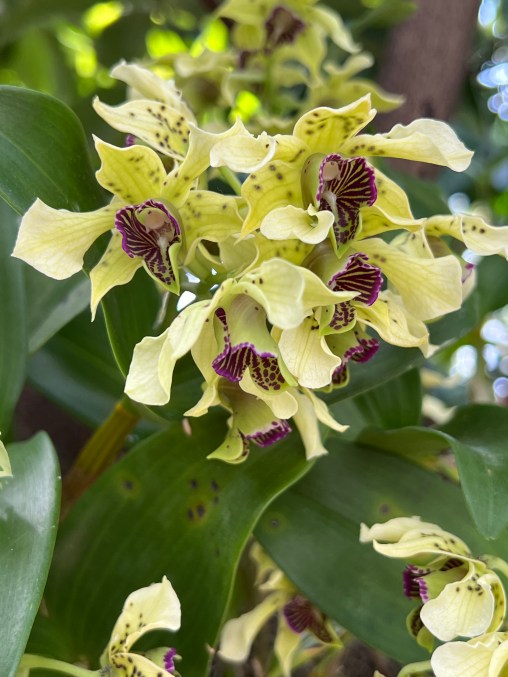 Dendrobium, Chocolate Chip