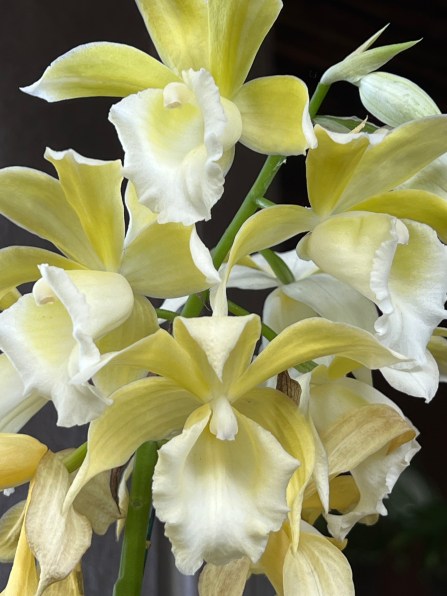 x Gastrophaius, Queen Margrethe 