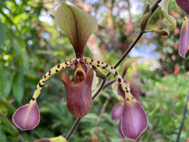 Paphiopedilum lowii (Malaysia & Indonesia)