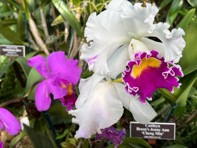 Cattleya, Breen's Jenny Ann "Cheng Min"