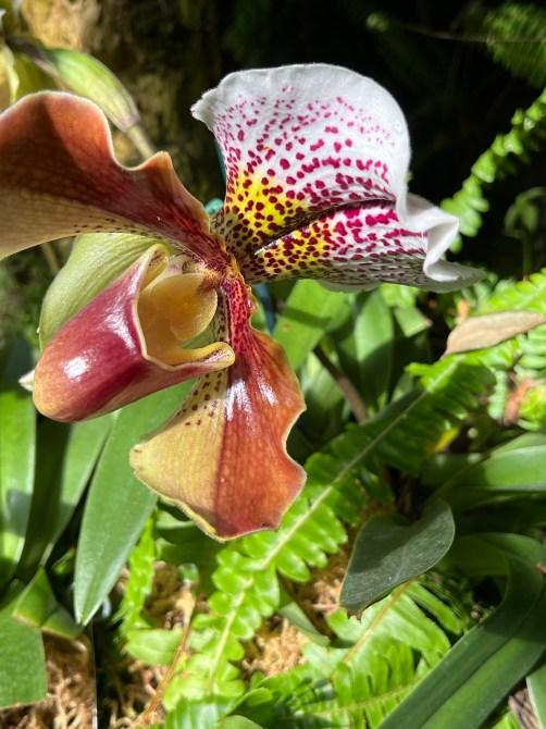Paphiopedilum, Winston Churchill x Hamana Freak