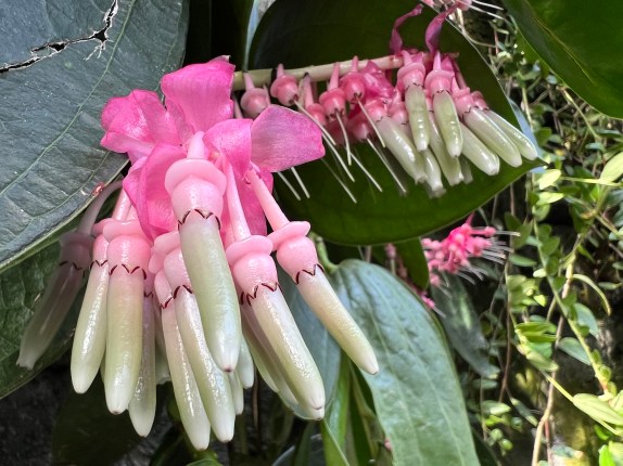 Swiss-cheese plant, Mostera deliciosa (Mexico to Panama)