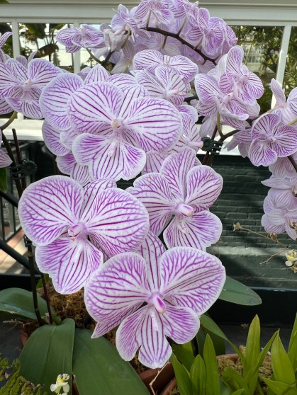 Moth Orchid, Phalaenopsis, Tying Shin World Class