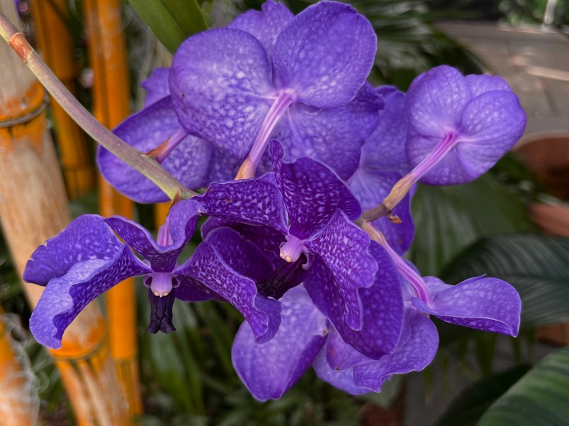 Vanda, Mary Lib Howell "Violeta"