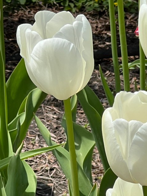 Tulipa "Maureen" 1950, Single Late Tulip