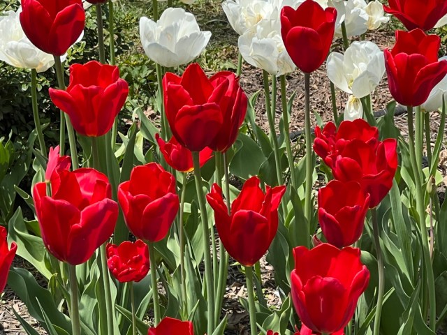 Tulipa "Kingsblood" 1952, Single Late Tulip