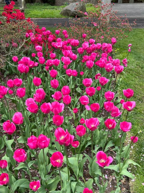Tulipa "Don Quixote," Triumph Tulip