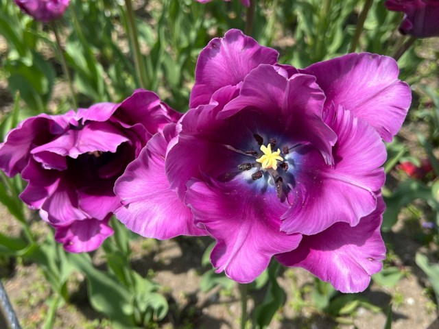 Tulipa "Blue Parrot" 1935, Parrot Tulip