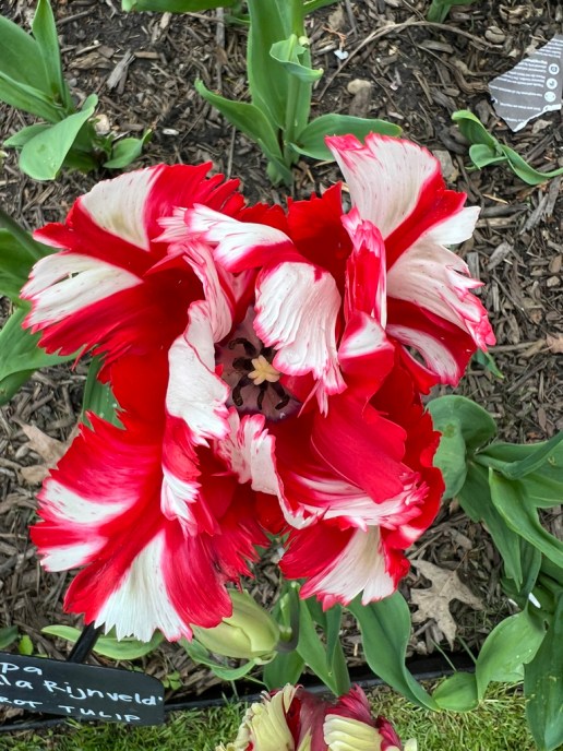 Tulipa "Estella Rijnveld," Parrot Tulip
