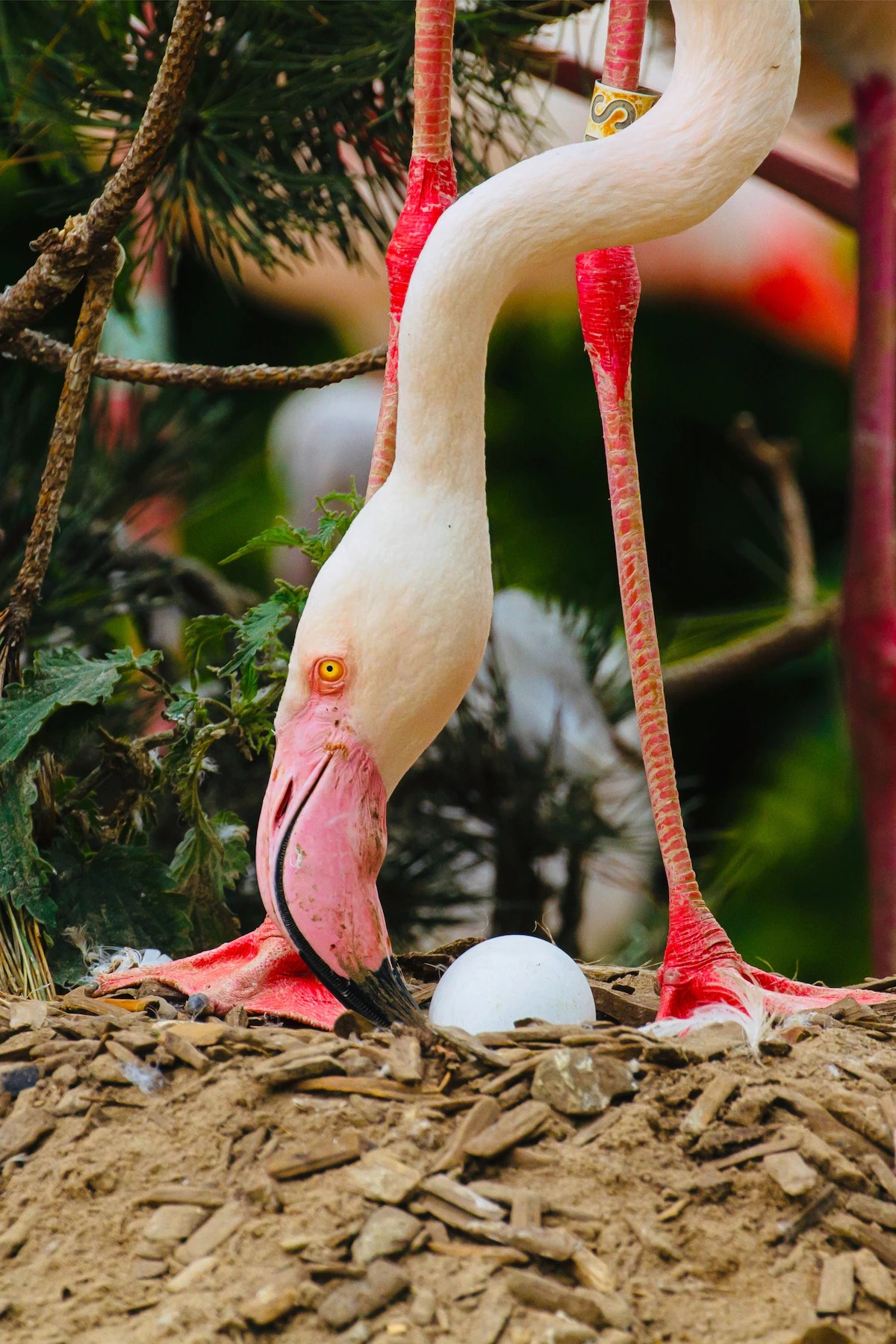 70-Year-Old Gertrude with First Egg, Pensthorpe Nature Reserve, Norfolk, England, May 2024/Pensthorpe, The Washington Post 6/8/24 / Click for more.