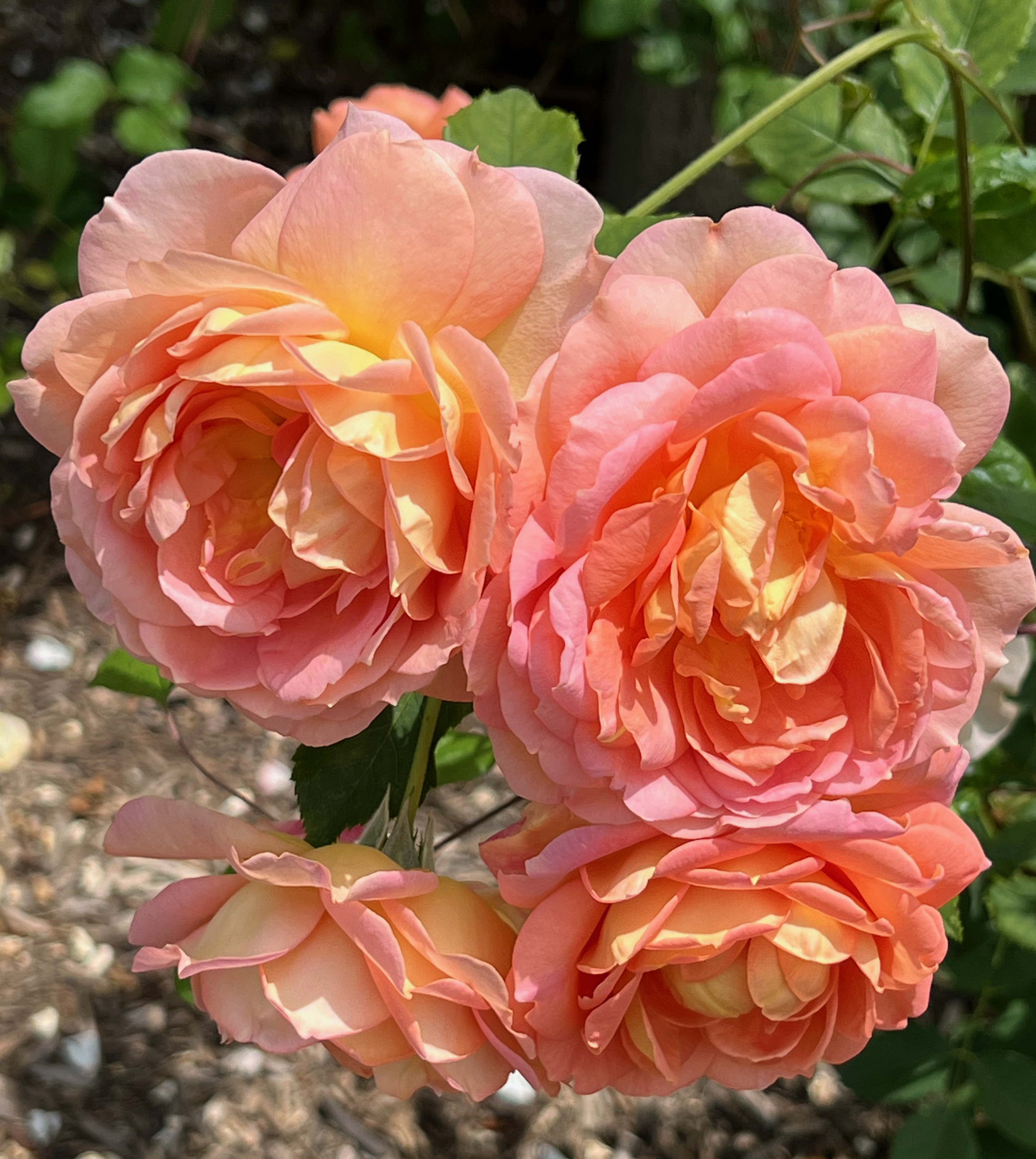 Lady of Shalott, Shrub, Austin 2001