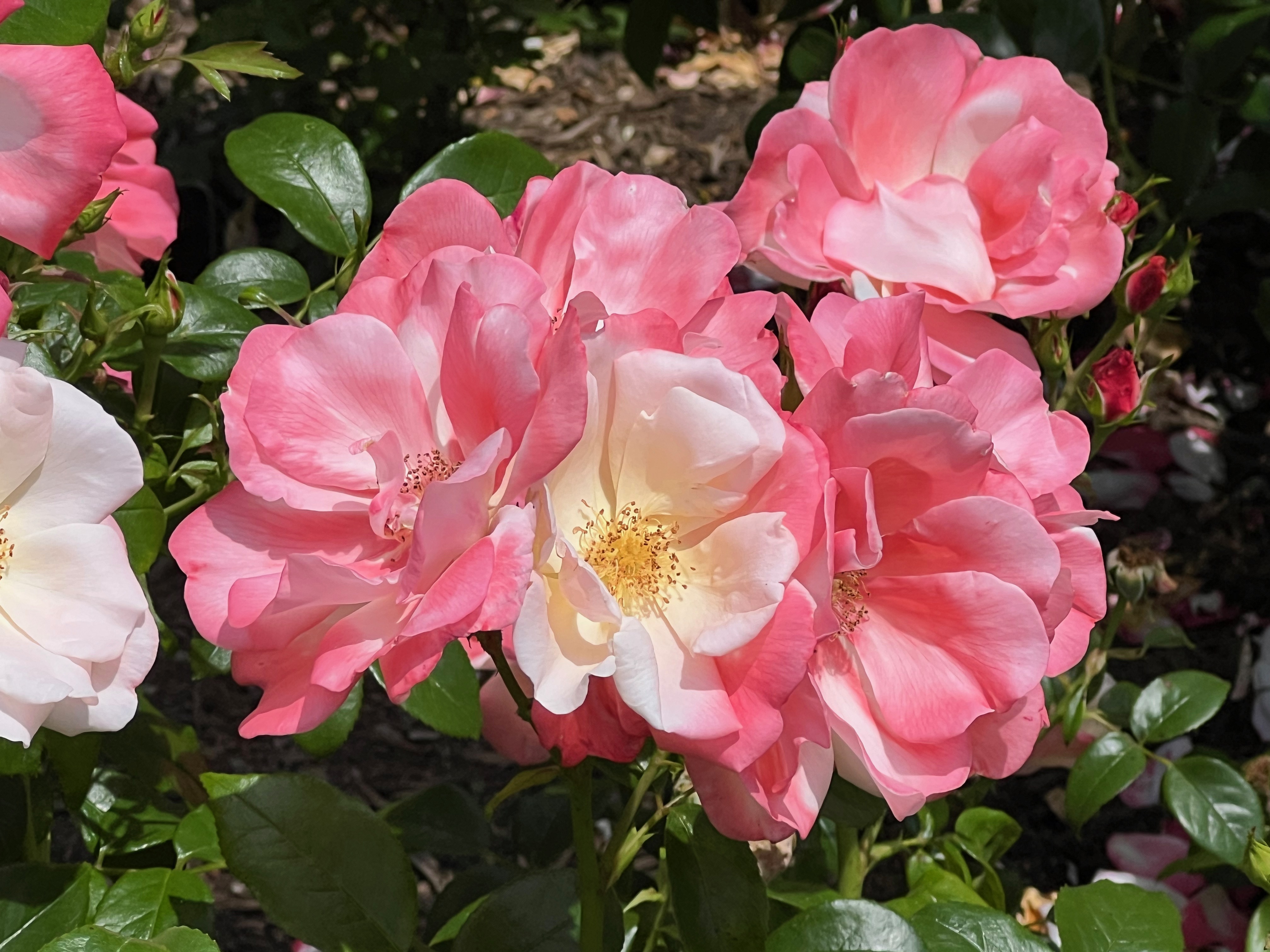 Kardinal Kolorscape, Floribunda 2001