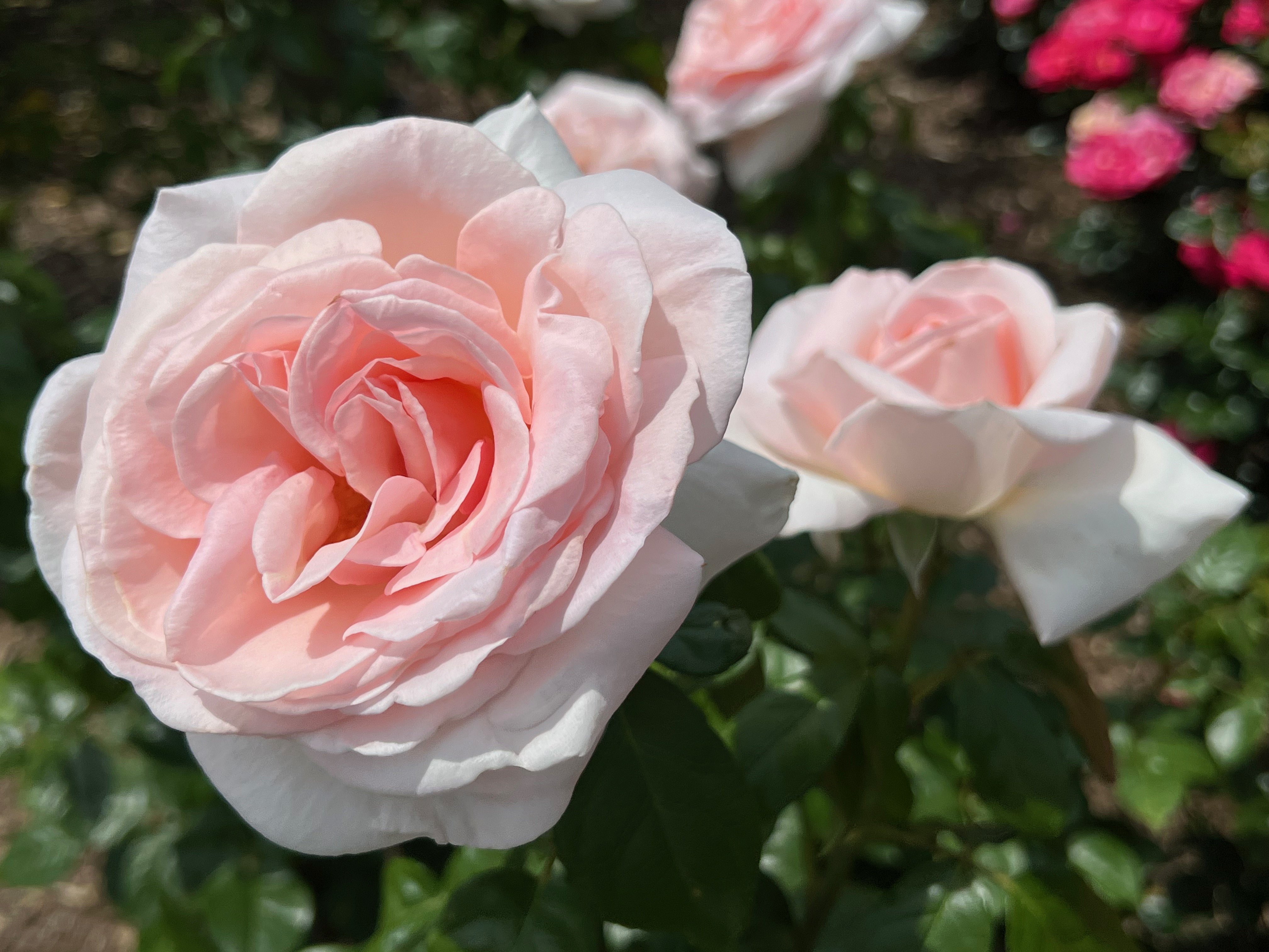 Francis Meilland, Hybrid Tea, Introduced 2013