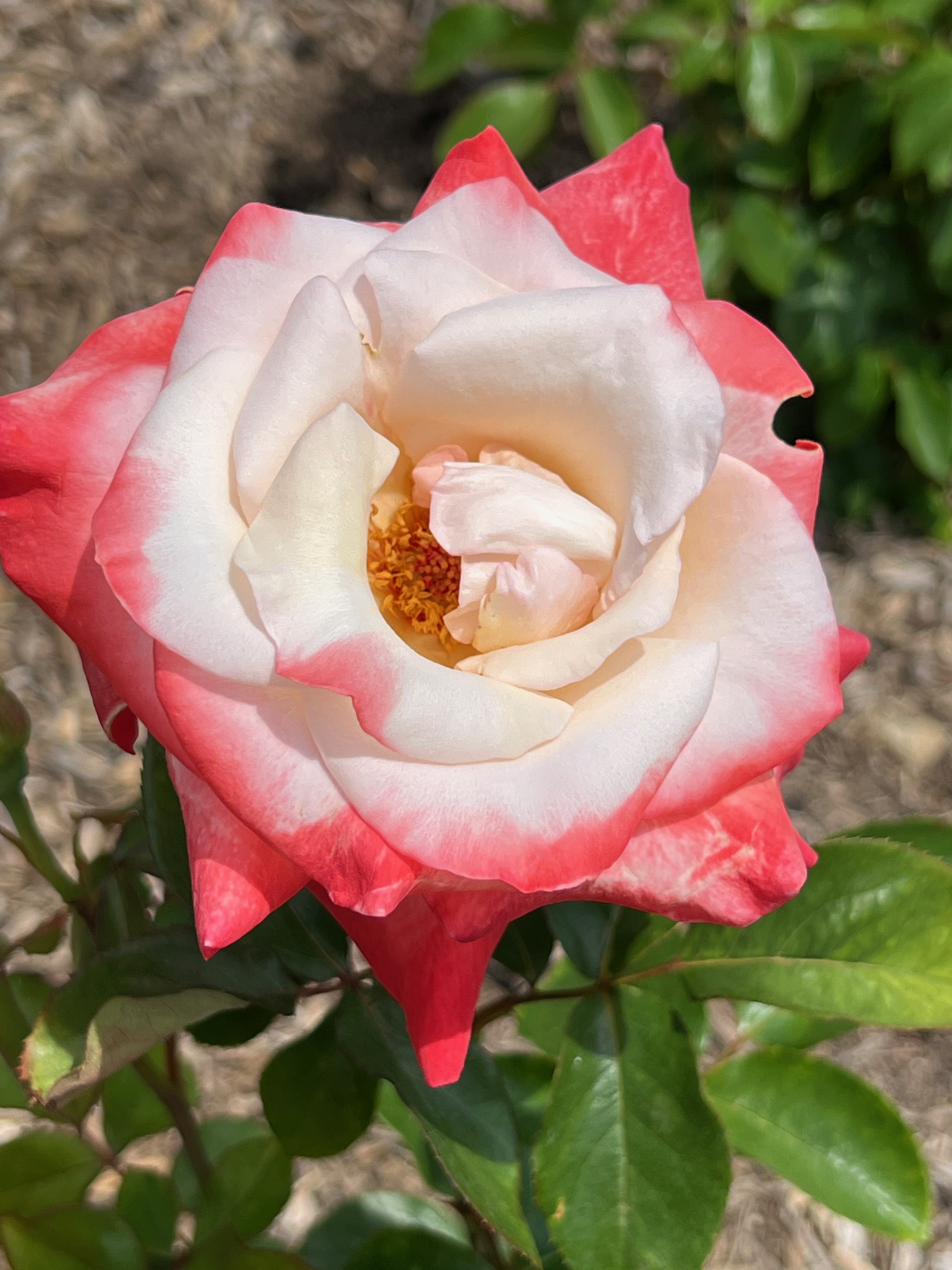 Gemini, Hybrid Tea, Zary 1999 Gemini, Hybrid Tea, Zary 1999