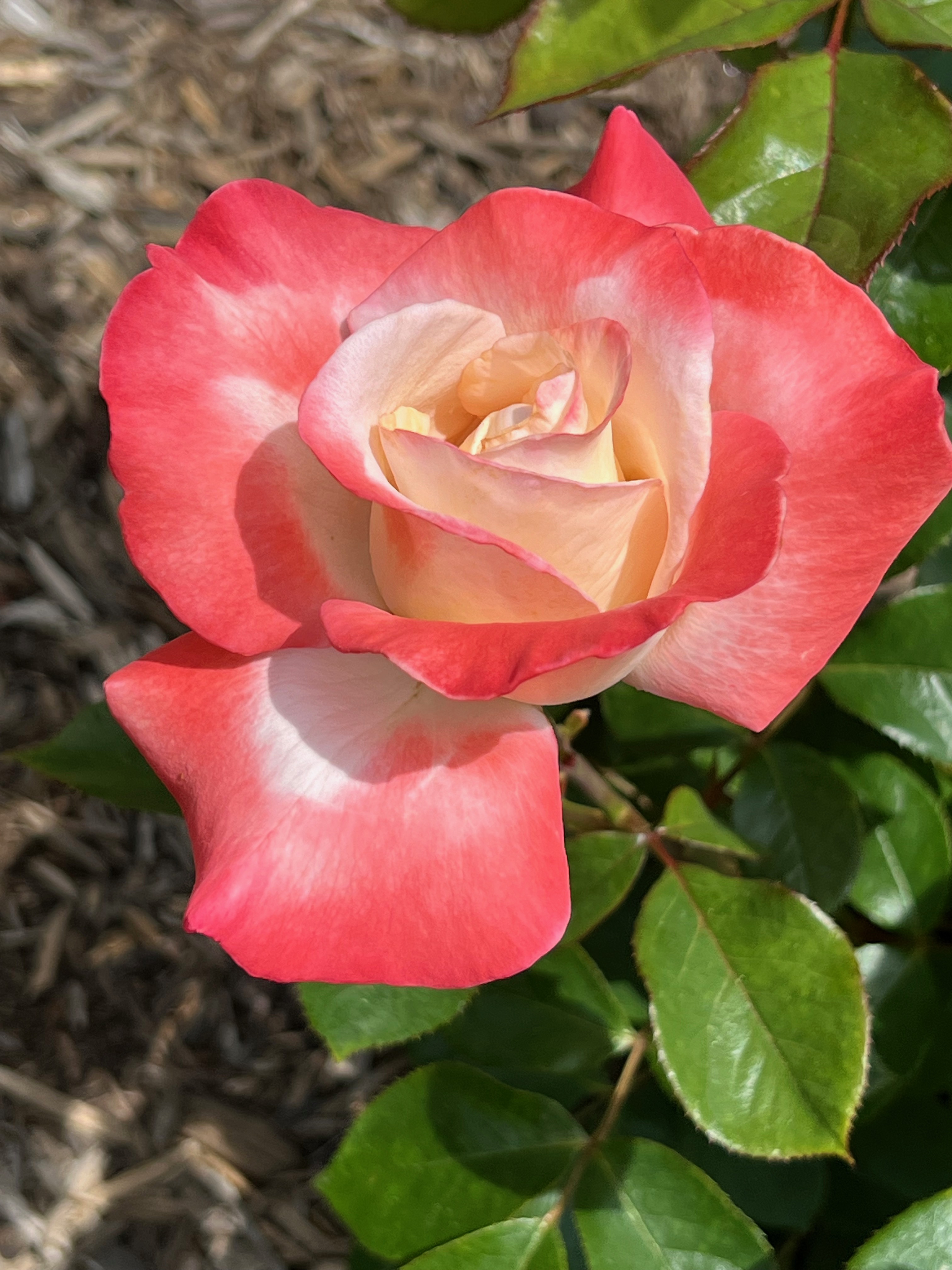 Gemini, Hybrid Tea, Zary 1999