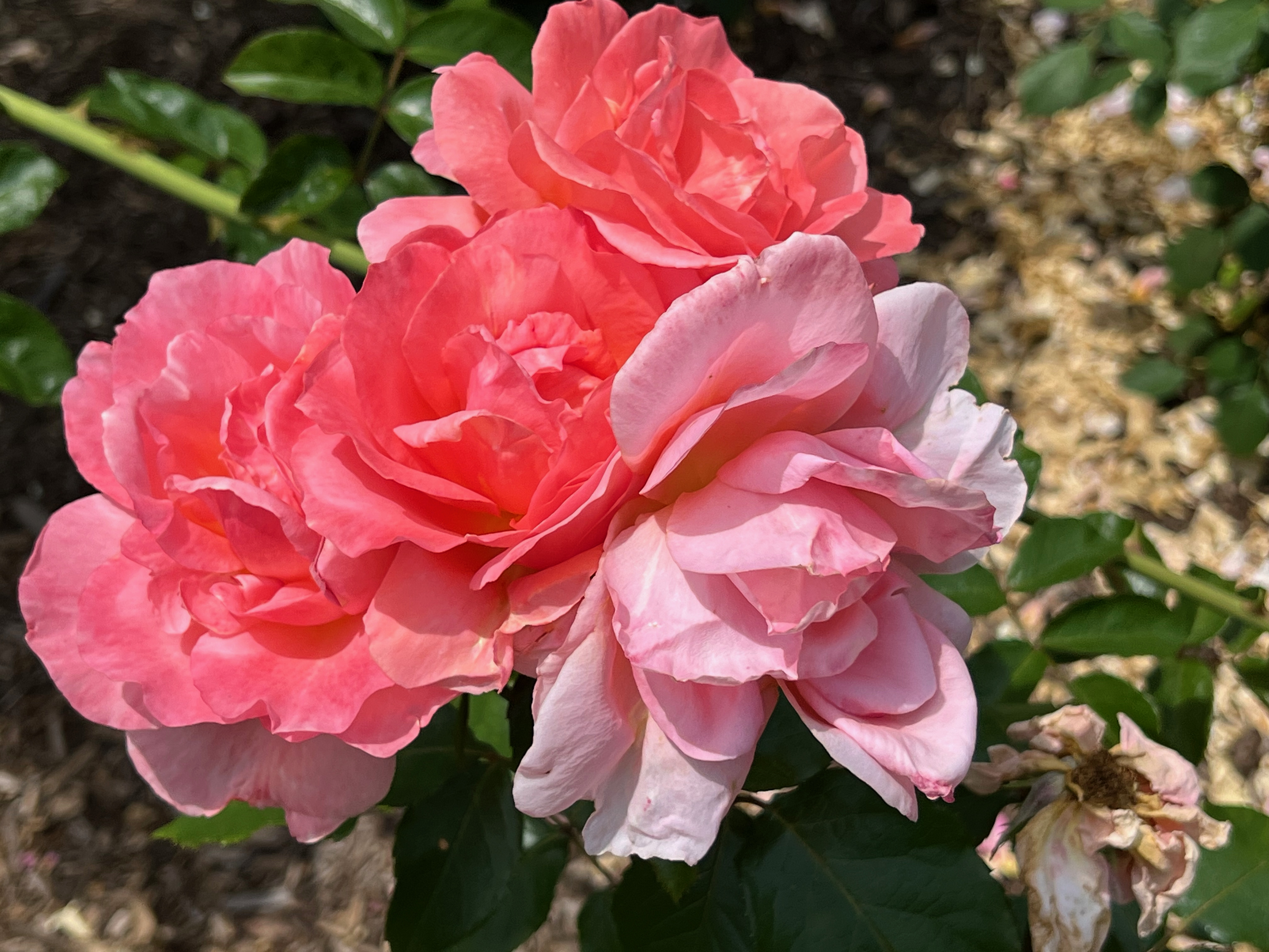 Sweet Fragrance, Grandiflora, Introduced 1991