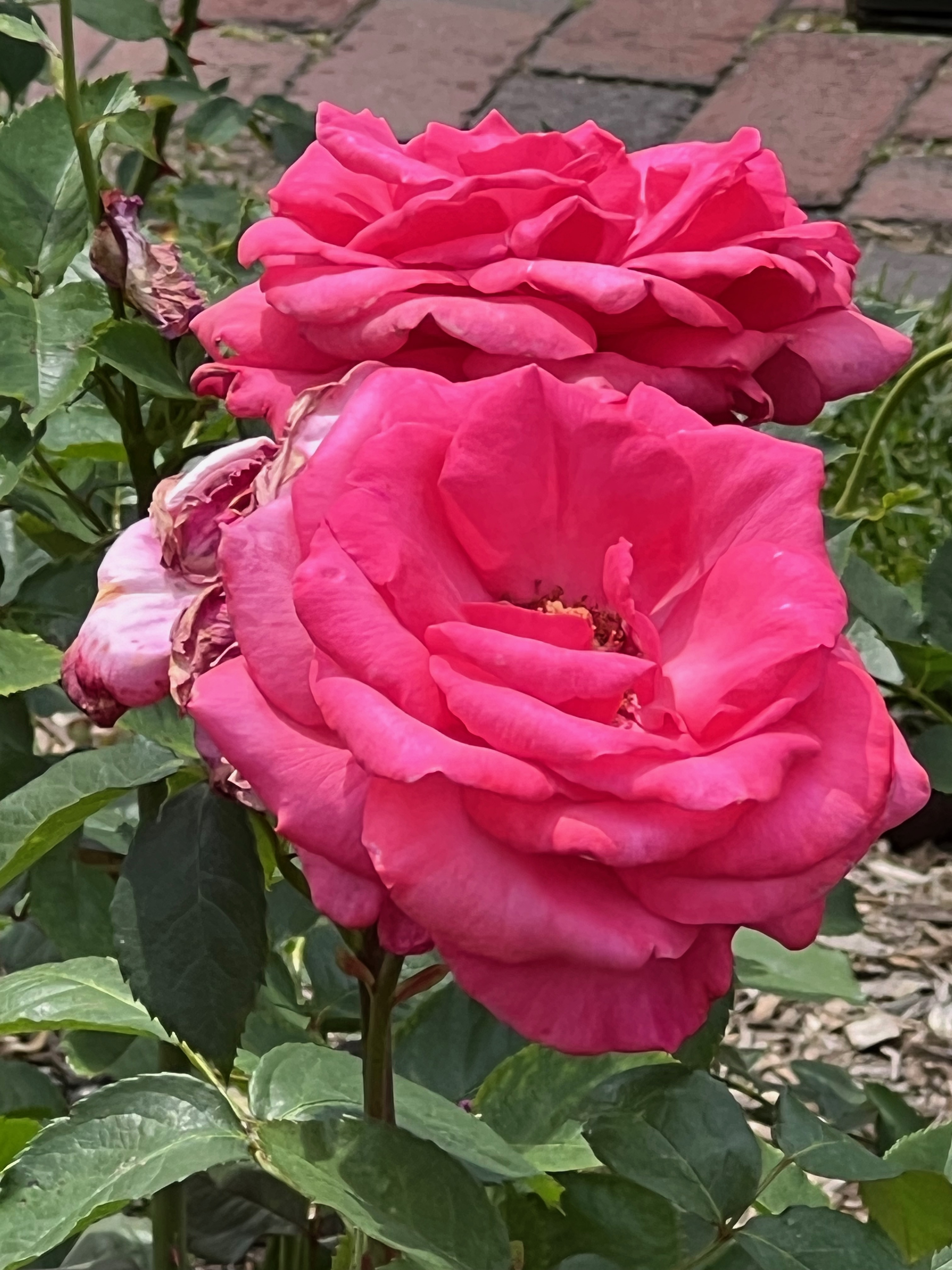 Electron, Hybrid Tea, Introduced 1970, AARS 1973