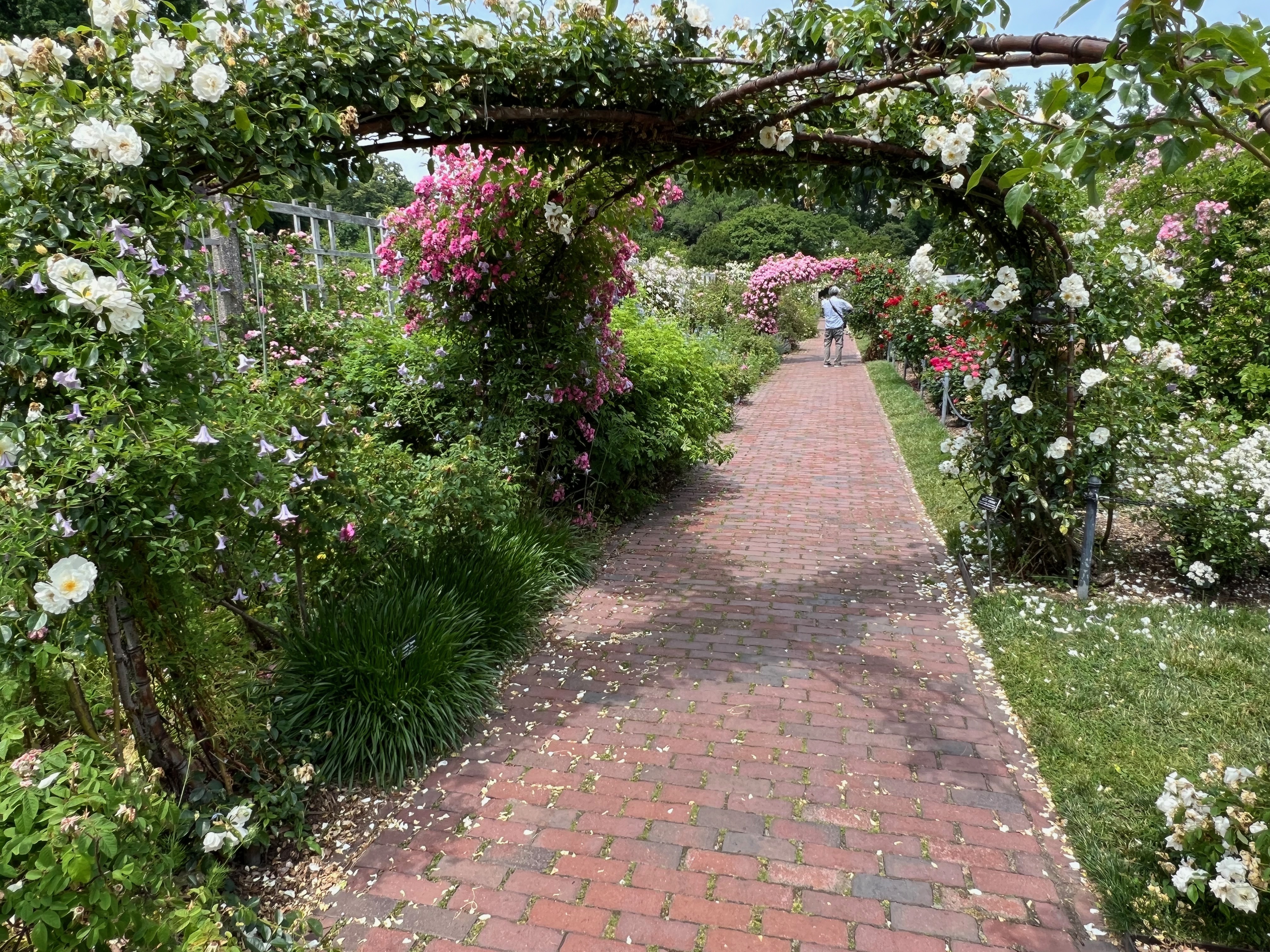 BBG Cranford Rose Garden, June 4, 2004 BBG Cranford Rose Garden, June 4, 2004