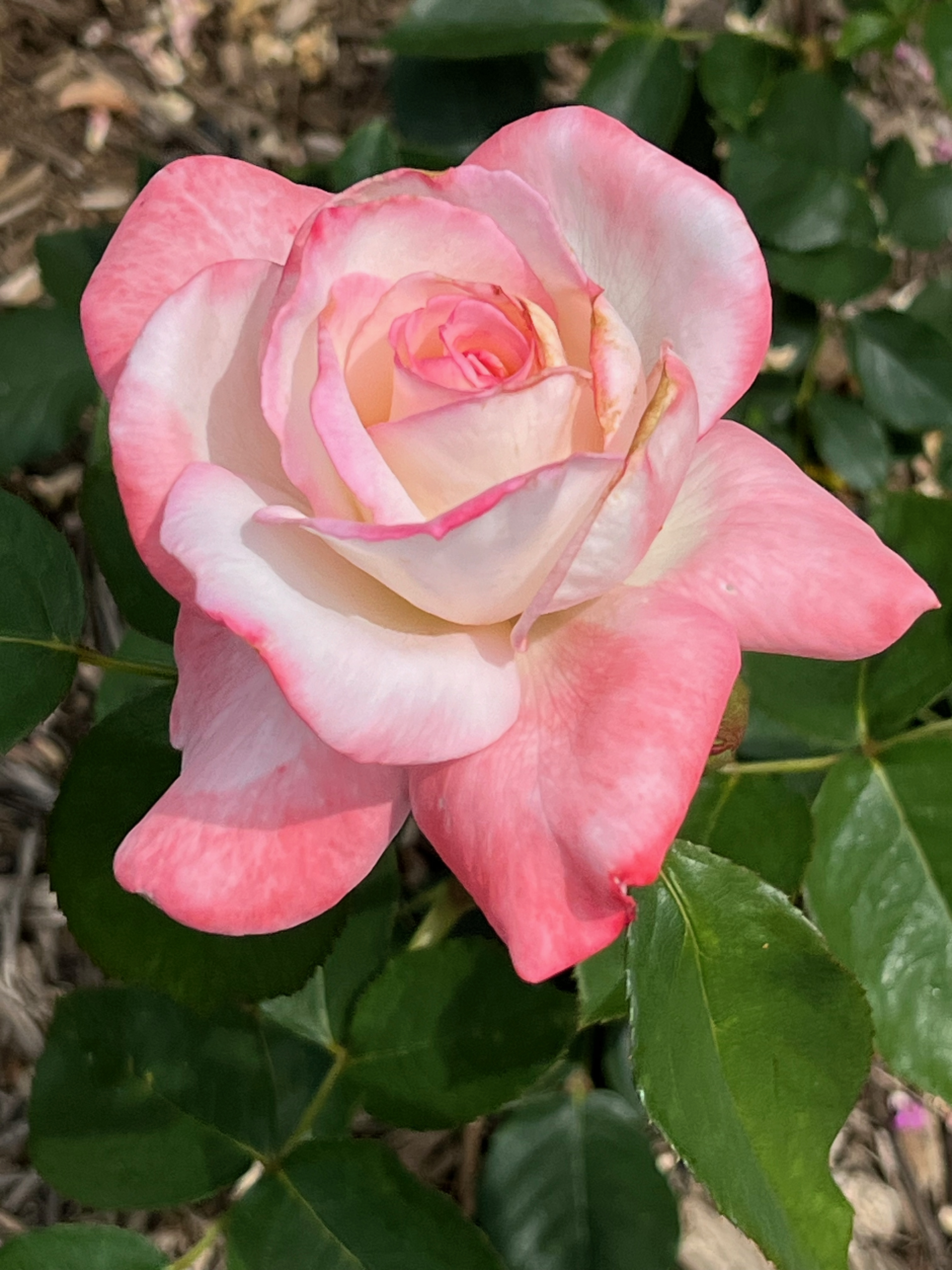 Secret, Hybrid Tea, Tracy 1992